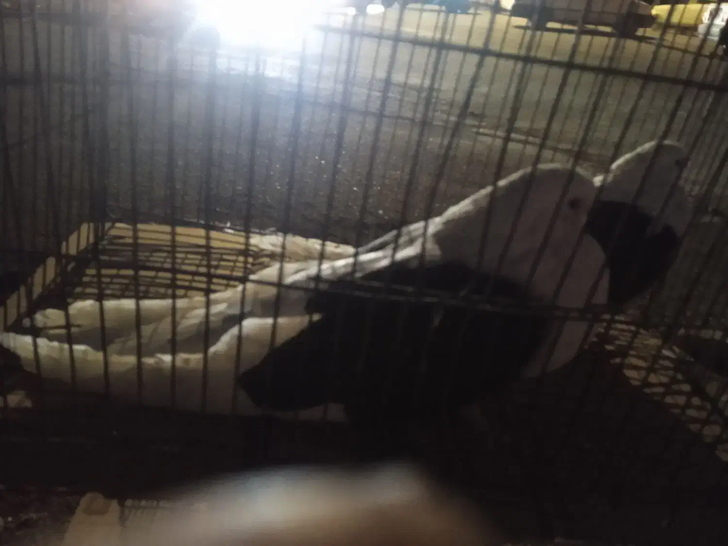 سیاه.پشدار|پرنده|جیرفت, |دیوار