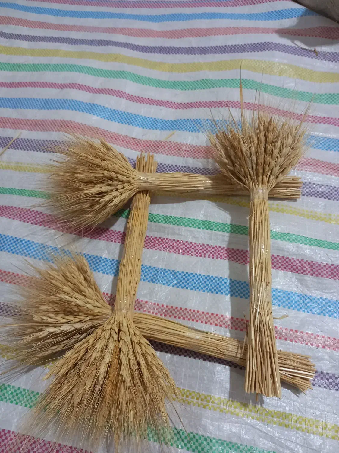 گل گندم|گل و گیاه طبیعی|ملارد, |دیوار