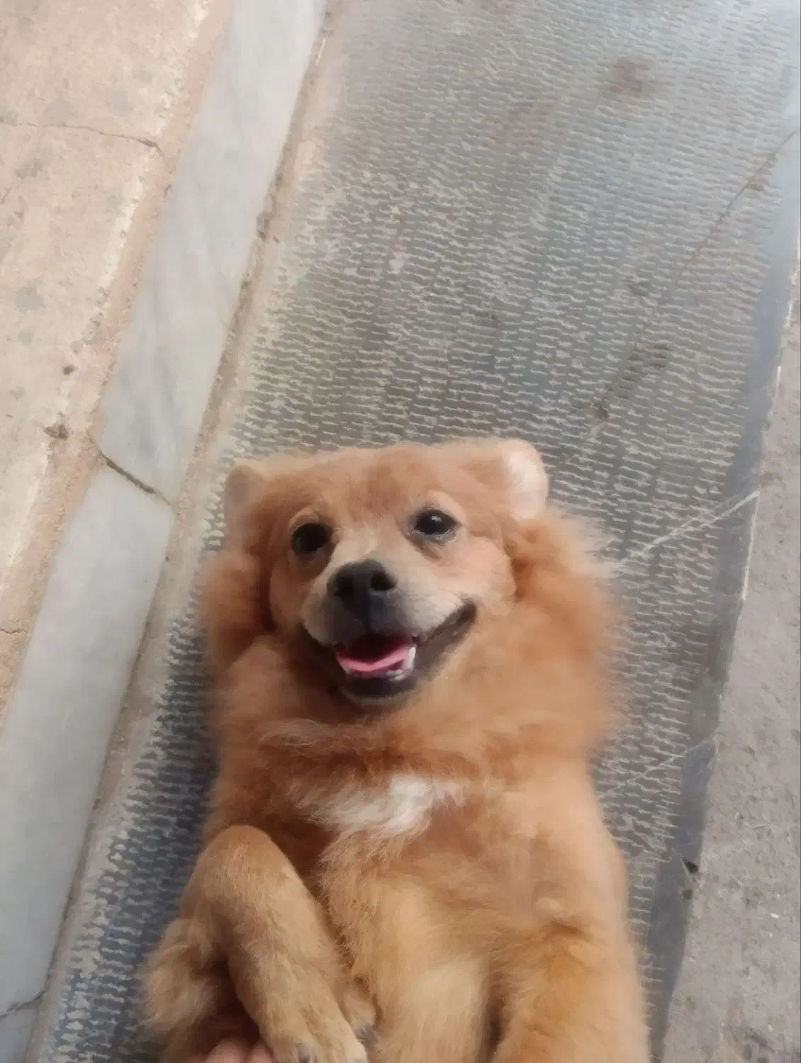 سگ پامر|سگ|بم, |دیوار