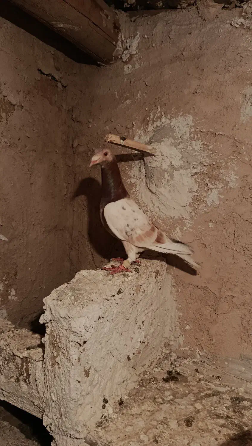 کبوتر هفرنگ ریز خال تکی نیس هردو باهم|پرنده|اسفرورین, |دیوار