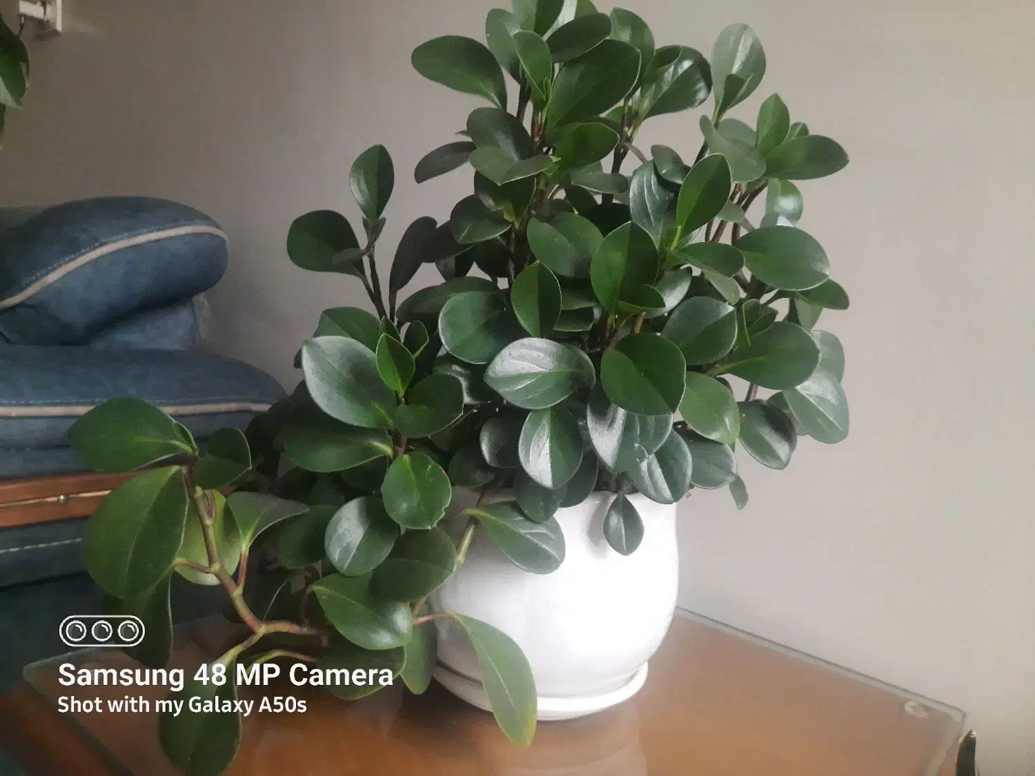 گل قاشقی|گل و گیاه طبیعی|کرج, کوی امامیه|دیوار