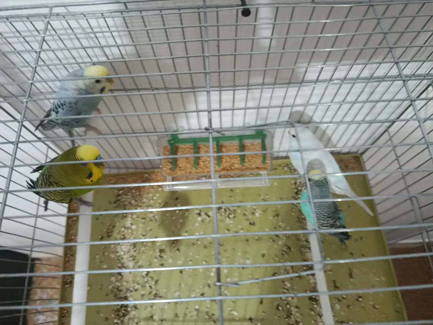 مرغ عشق و عروس هلندی|پرنده|آباده, |دیوار