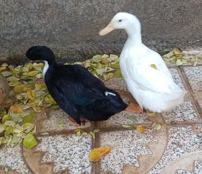 دو عدد اردک محلی و سرحال|حیوانات مزرعه|تکاب, |دیوار