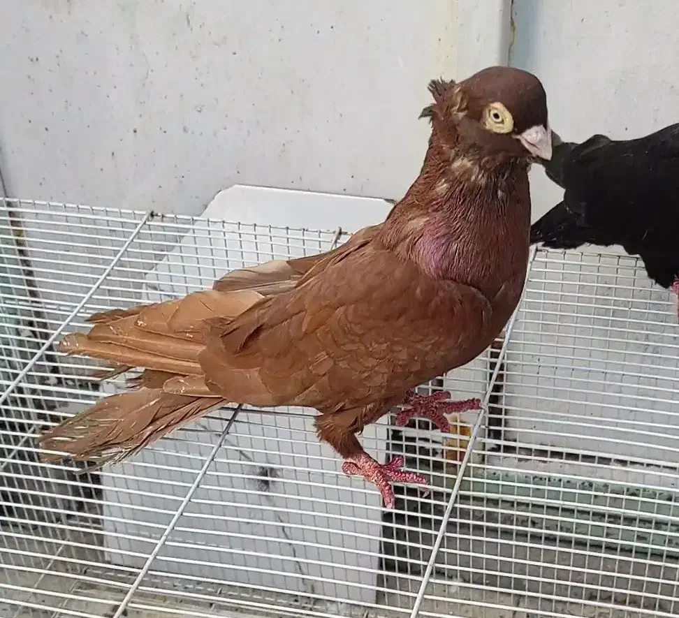 صرب|پرنده|بندر گناوه, |دیوار