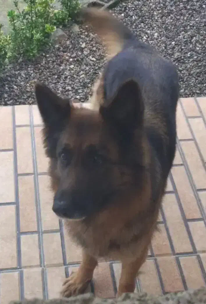 ژرمن ماده|سگ|هشتگرد, هشتگرد قدیم|دیوار