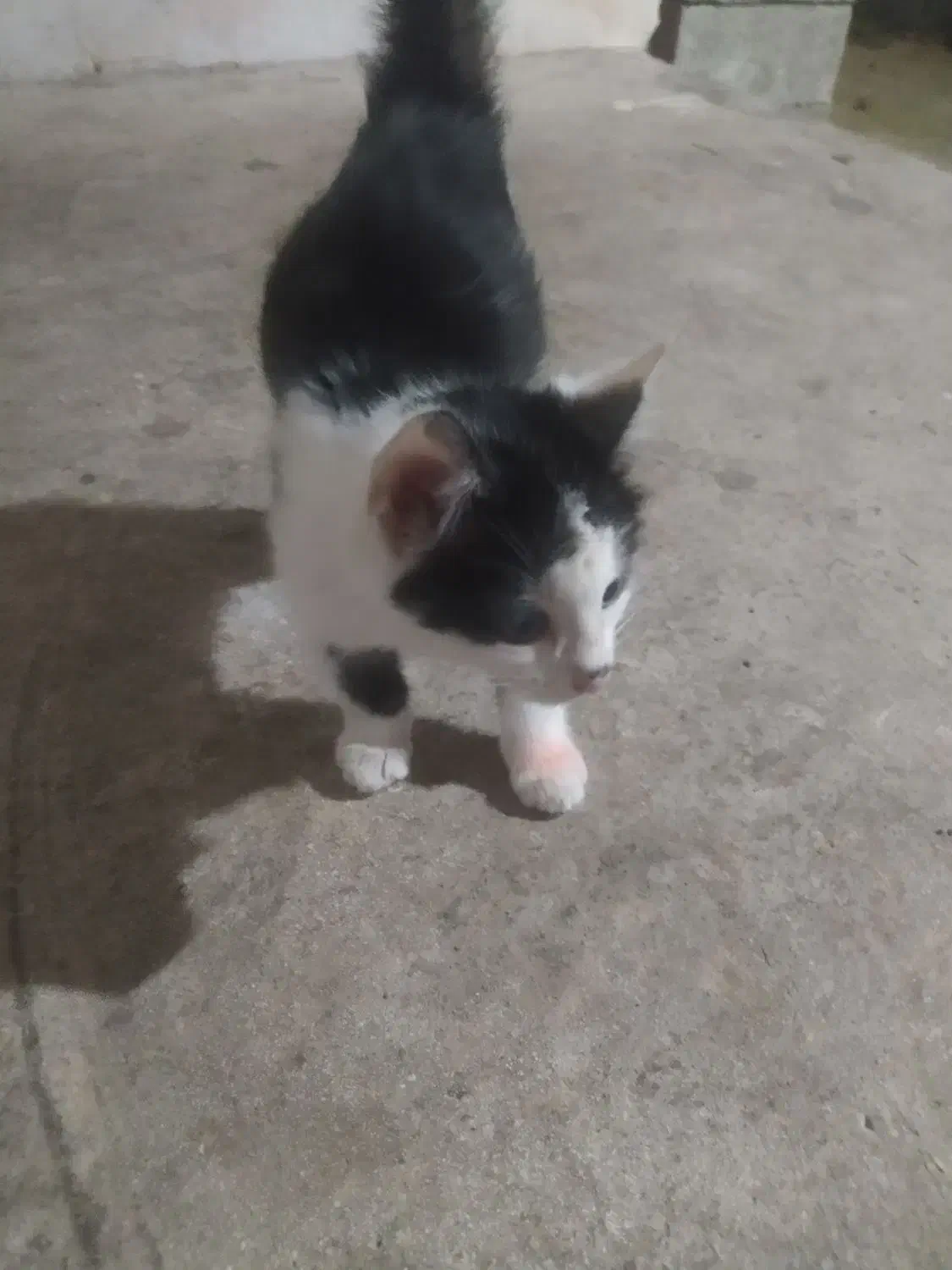 یک عدد گربه واگذاری|گربه|لاهیجان, یوسف آباد|دیوار