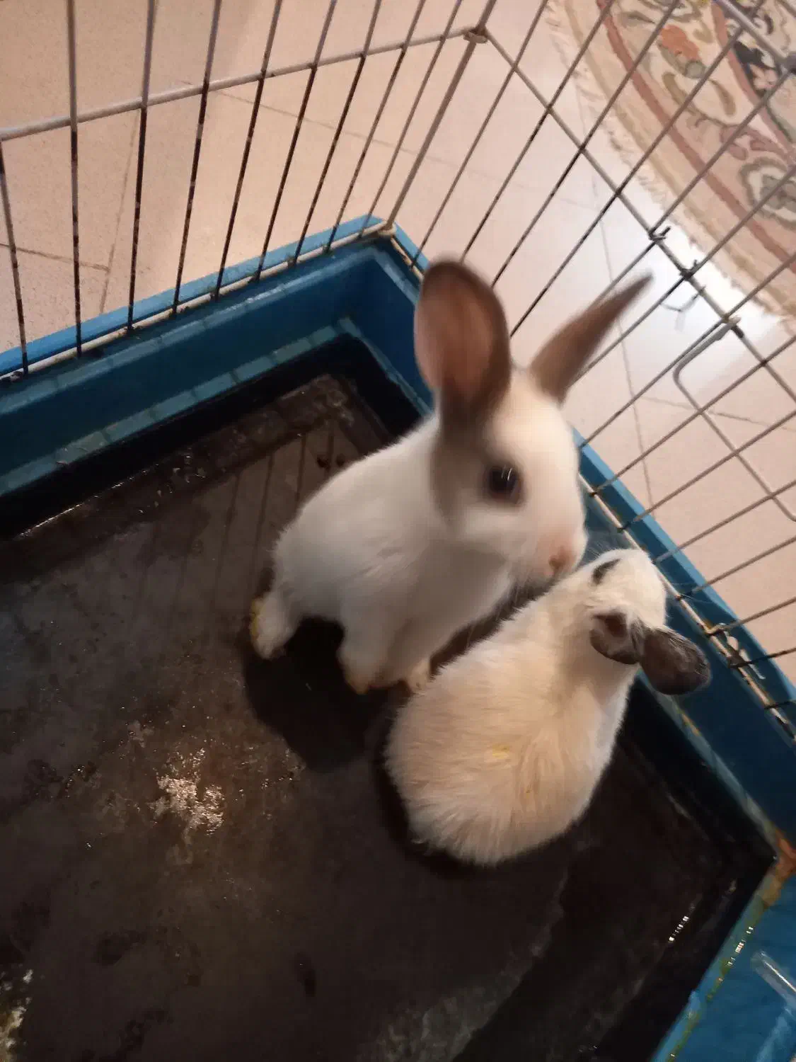 خرگوش با قفس بزرگ|موش و خرگوش|تبریز, |دیوار