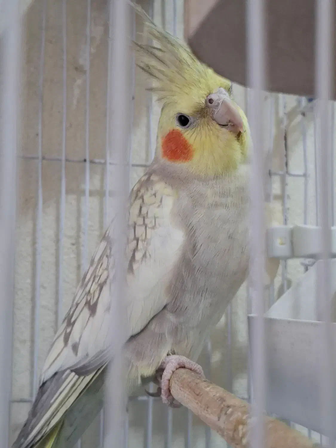 عروس هلندی|پرنده|سرپل ذهاب, |دیوار