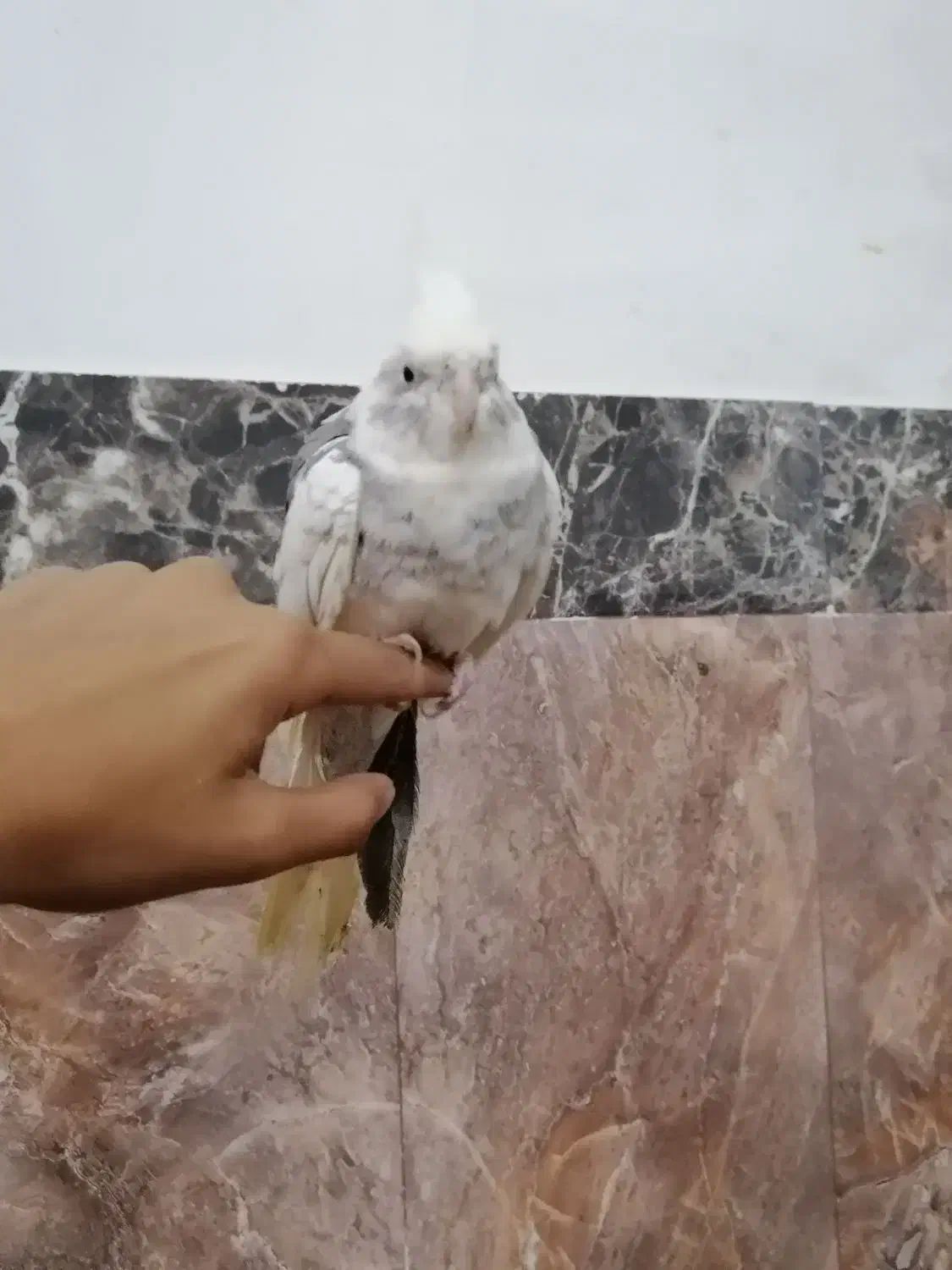 عروس هلندی|پرنده|گنبد کاووس, |دیوار