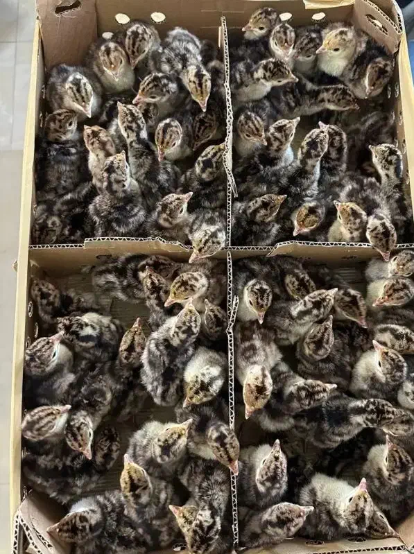 جوجه بوقلمون و برهما و سلطان یکروزه|حیوانات مزرعه|ورامین, خیر آباد|دیوار