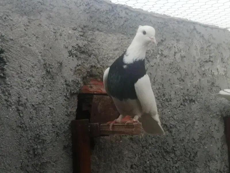 طوقی ماده|پرنده|گنبد کاووس, |دیوار