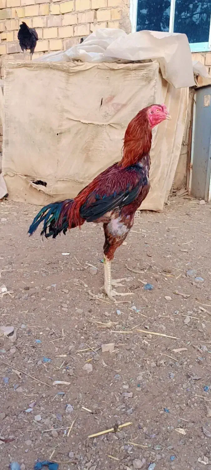 خروس لاری|حیوانات مزرعه|تربت‌حیدریه, بالا ولایت|دیوار