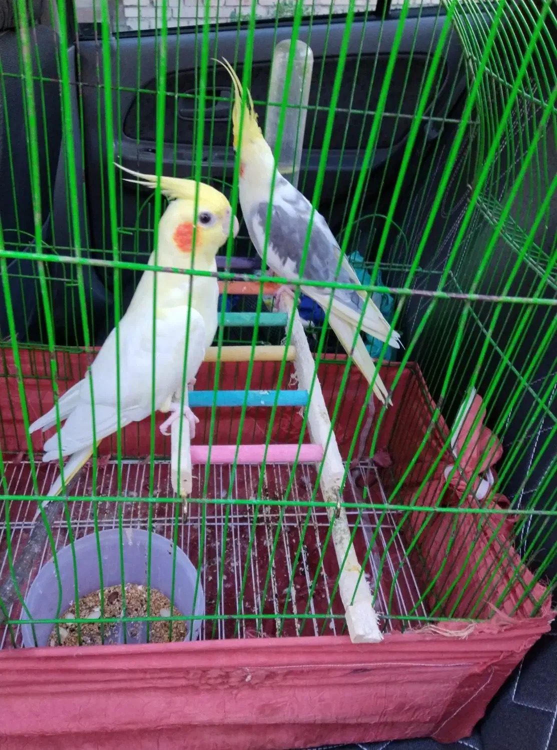 عروس هلندی|پرنده|آشخانه, |دیوار