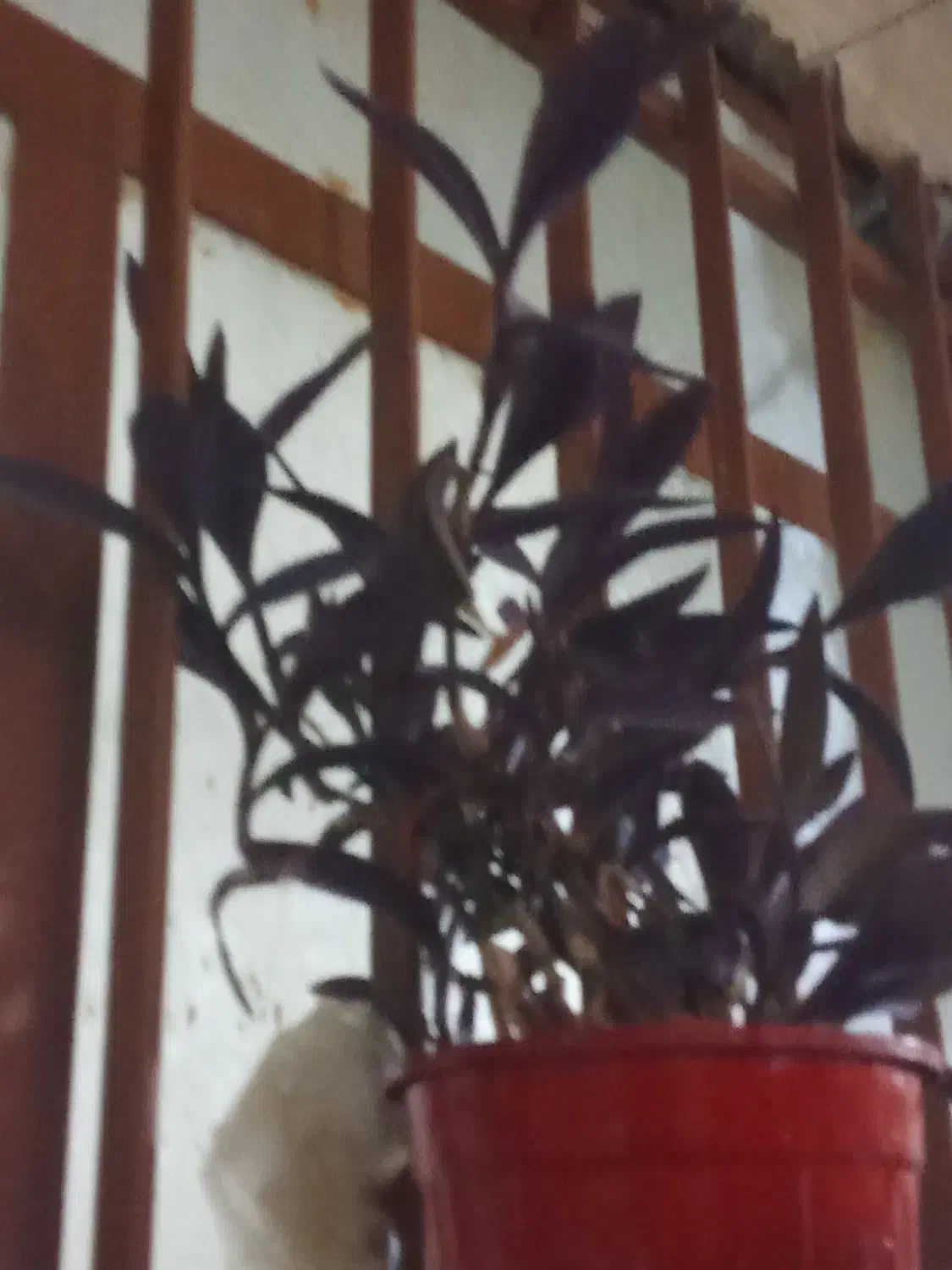 گل بنفشه|گل و گیاه طبیعی|اندیمشک, |دیوار