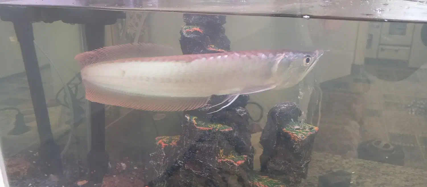 ماهیا آروانا ۳۵ سانتی|ماهی|رفسنجان, |دیوار