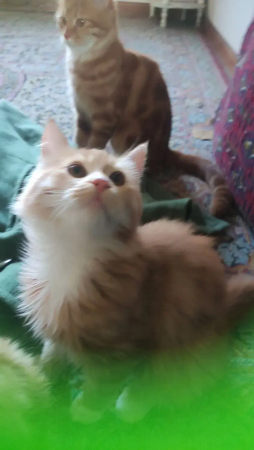 گم شدن دو تا گربه|گربه|کرمان, |دیوار