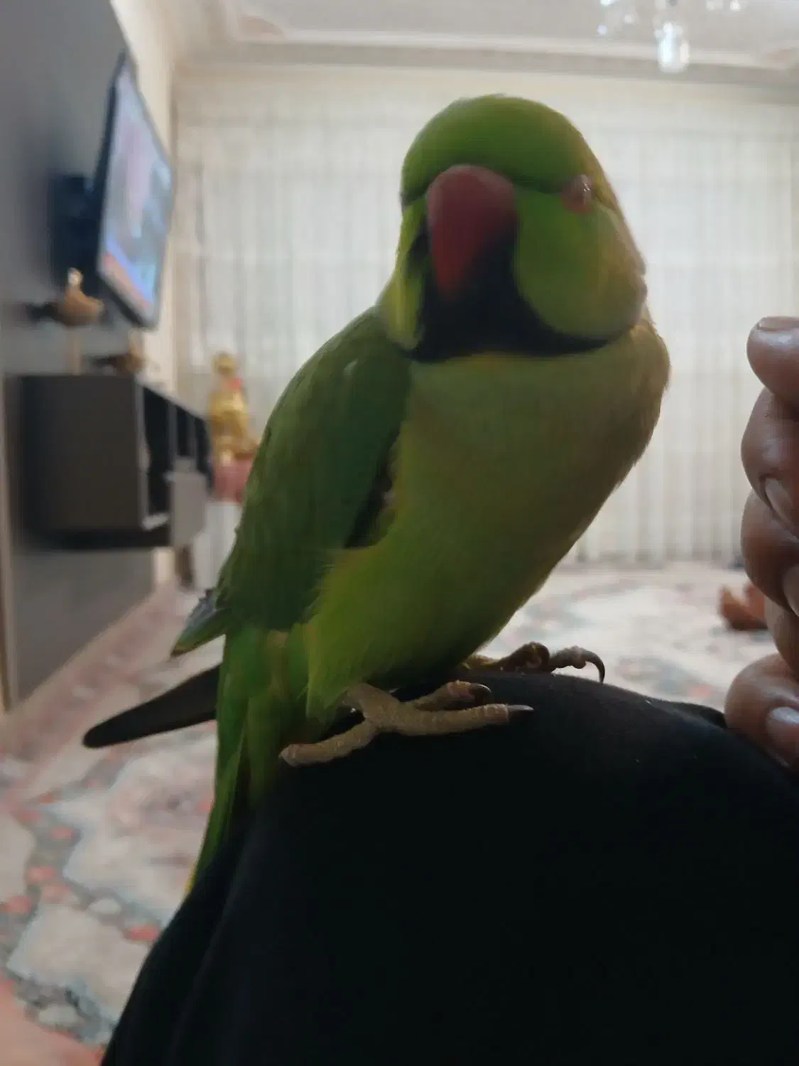 طوطی ملنگو ۲.۵ ساله نر|پرنده|اردبیل, |دیوار