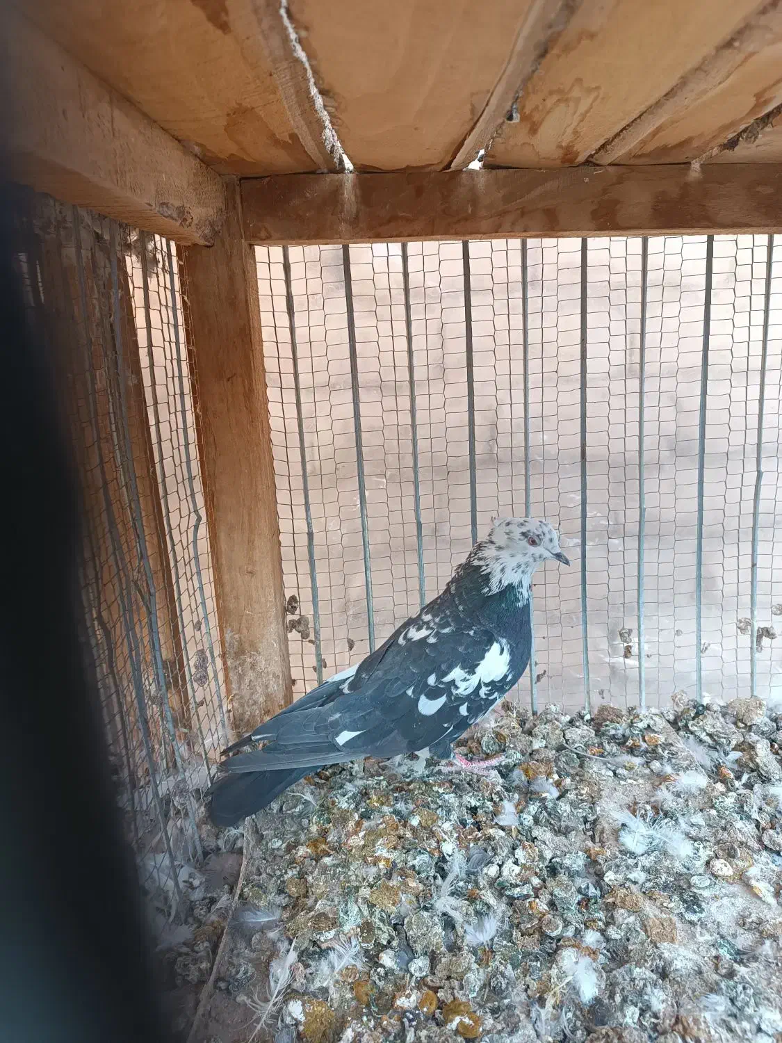 کفتر|پرنده|کاشان, کوچه باسکول|دیوار