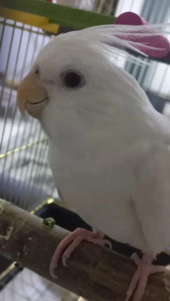 عروس هلندی آلبینو سخنگو رام|پرنده|کرمانشاه, |دیوار