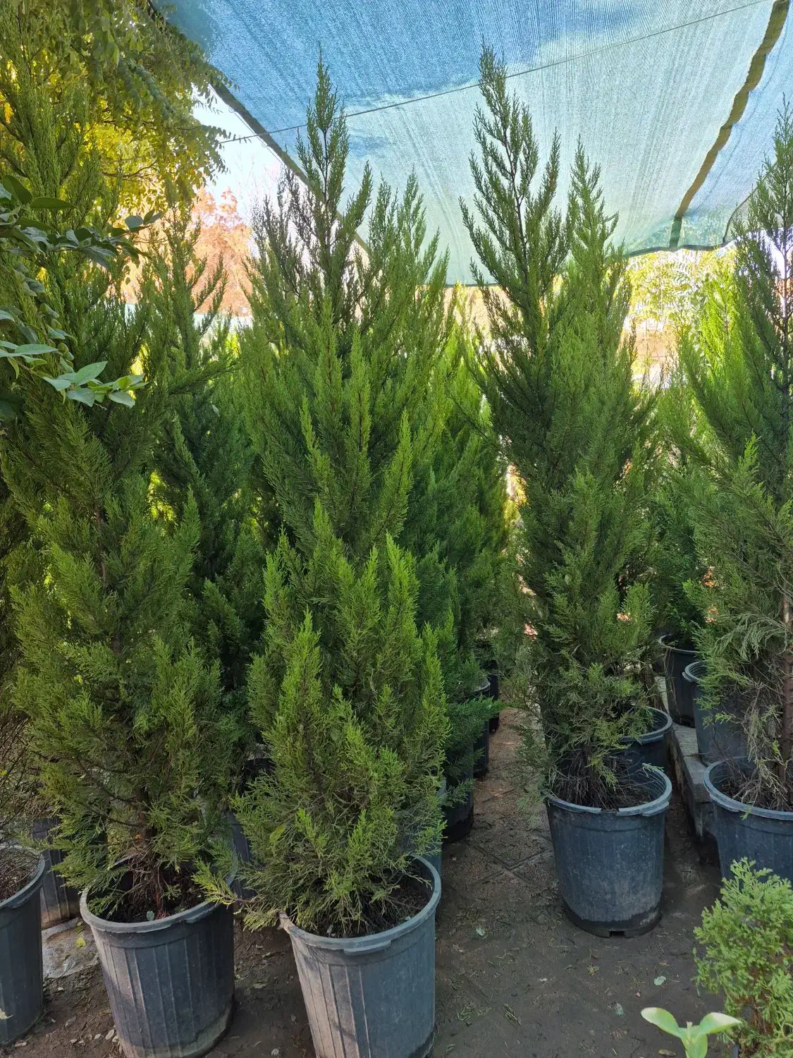 درخت سرو لاوسون *گلخانه من*|گل و گیاه طبیعی|بیرجند, |دیوار