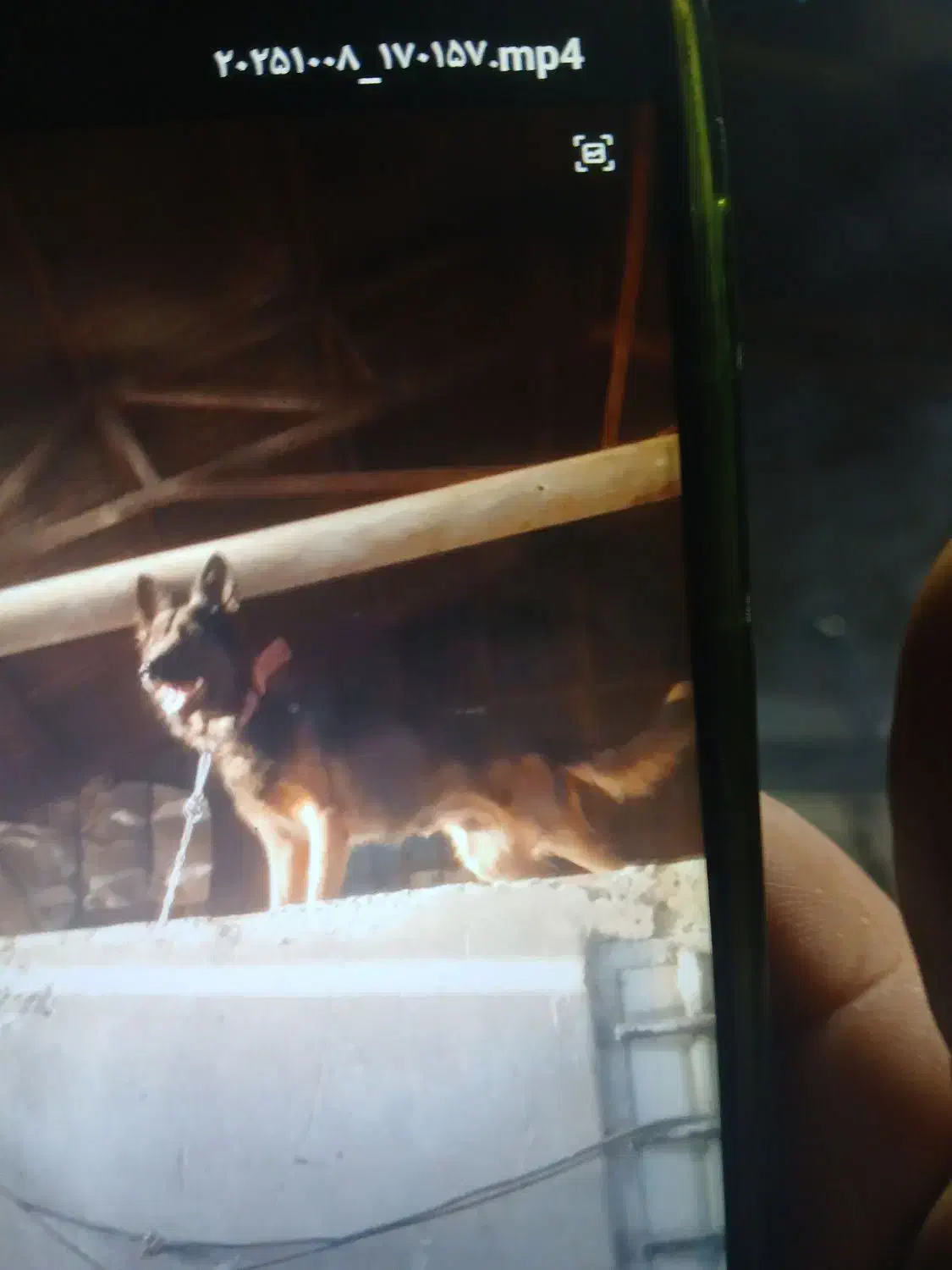 سگ گرگی|سگ|تهران, خزانه|دیوار