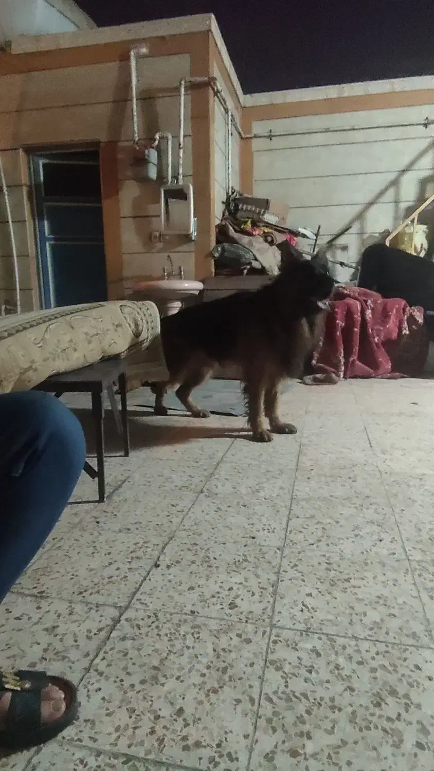 سگ ژرمن شیپر شولاین|سگ|اهواز, منبع اب|دیوار