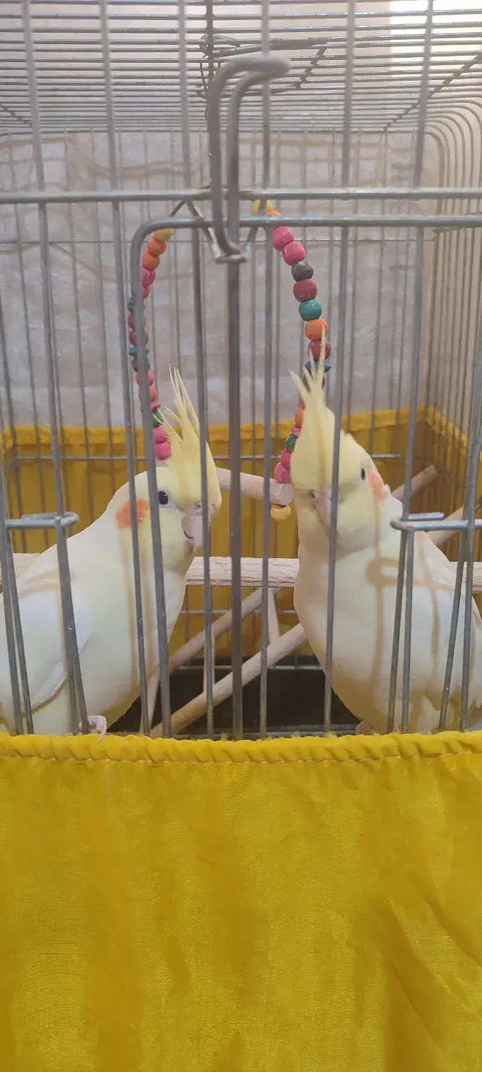 عروس هلندی لوتینو|پرنده|ری, علایین|دیوار