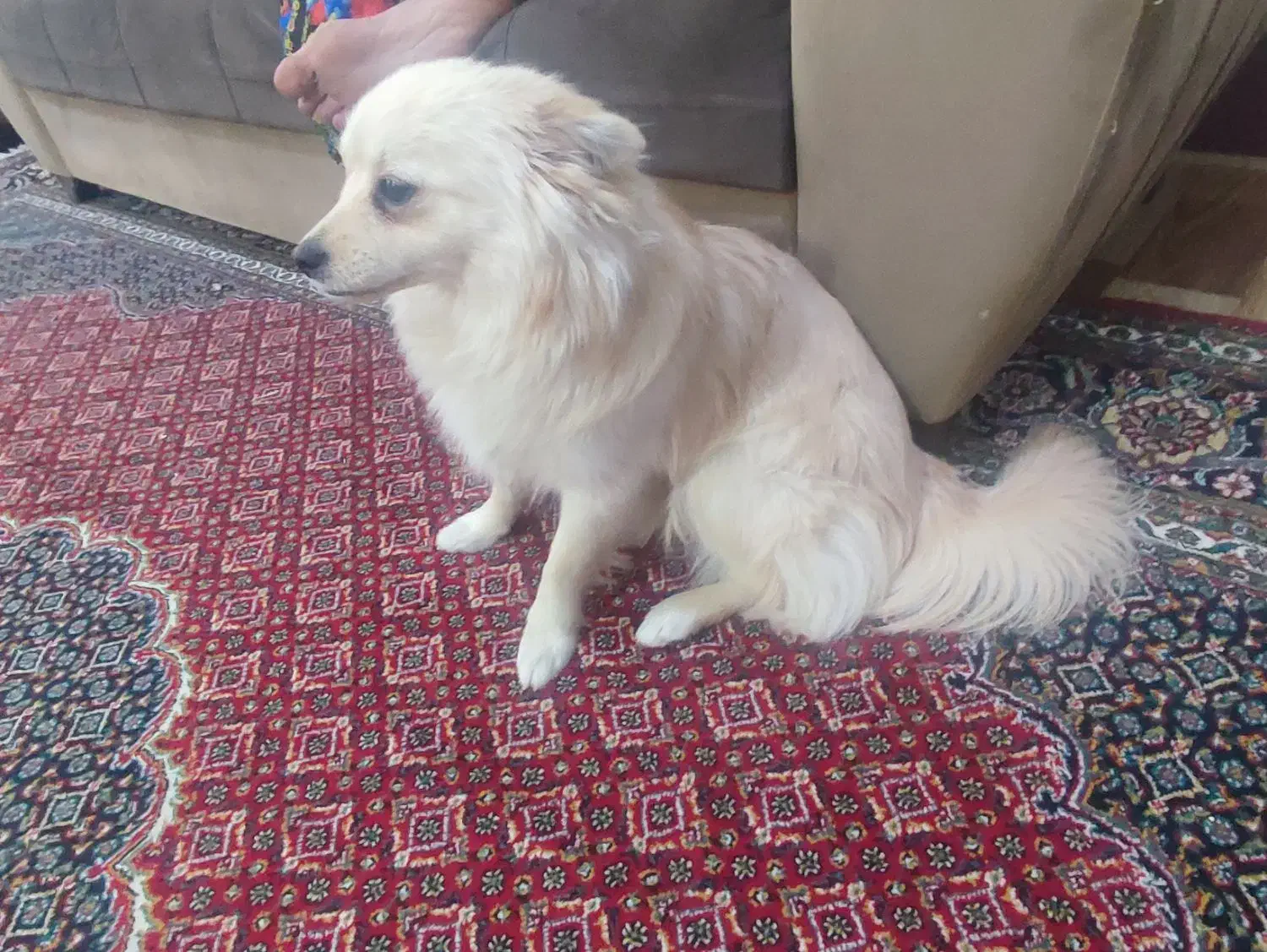 فروشی|سگ|مهاباد (آذربایجان غربی), |دیوار