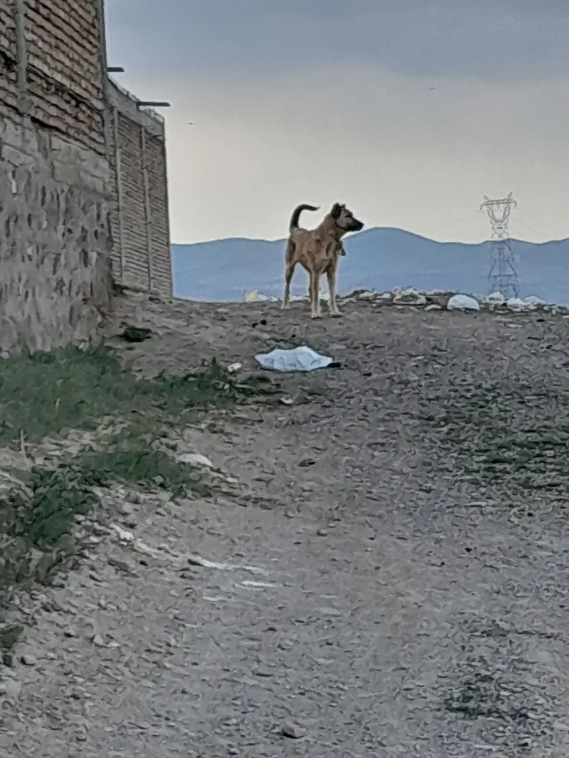 سگ سرابی سه ساله|سگ|ورزقان, |دیوار