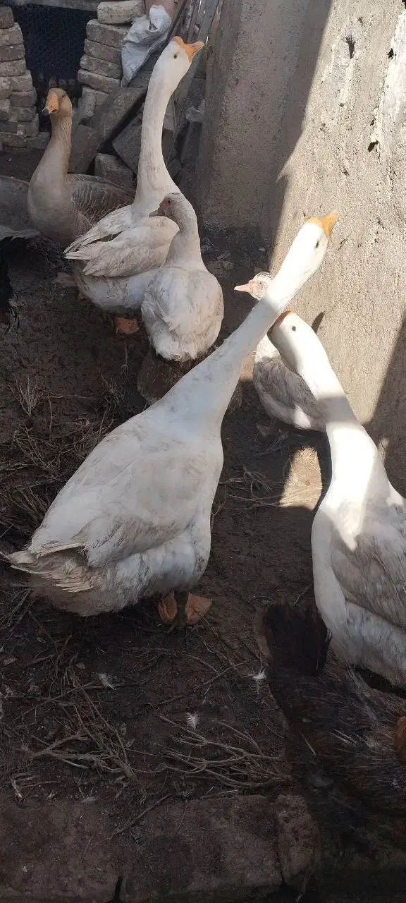 قوغاز اوکراینی گردن ماری|حیوانات مزرعه|زابل, |دیوار