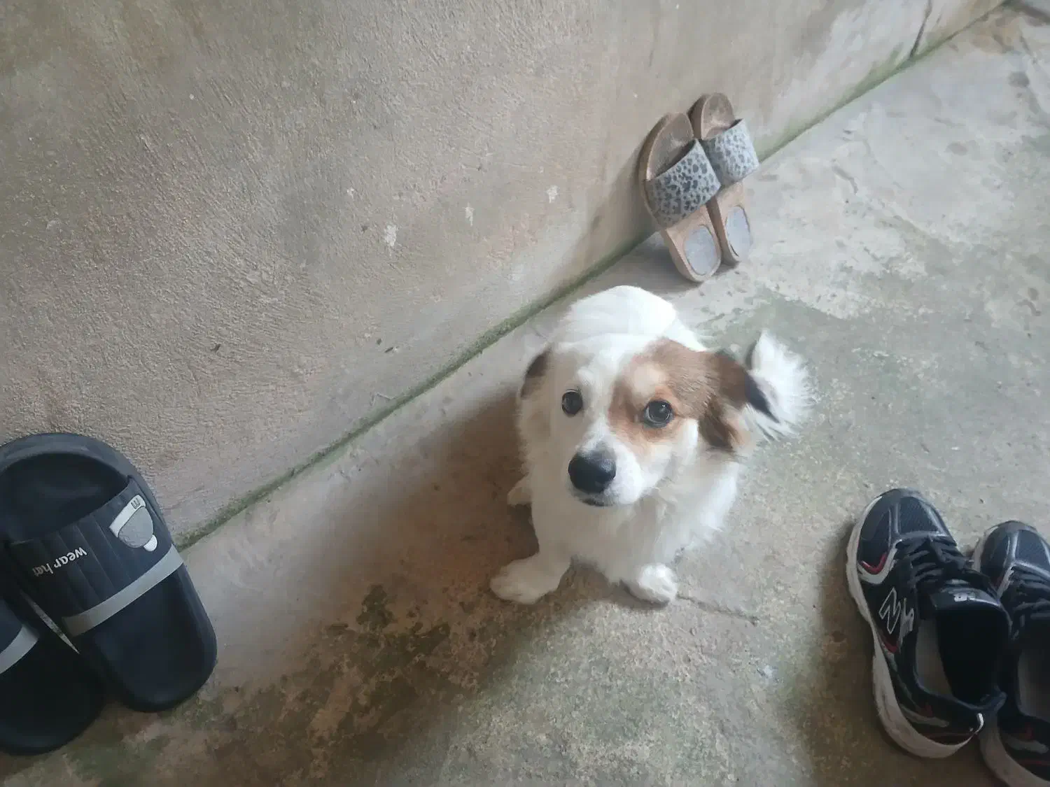 پاکوتاه|سگ|رشت, لاکان شهر|دیوار