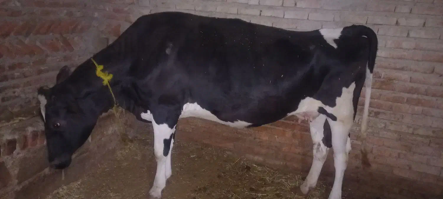 گاو گوشتی|حیوانات مزرعه|سراجو, |دیوار