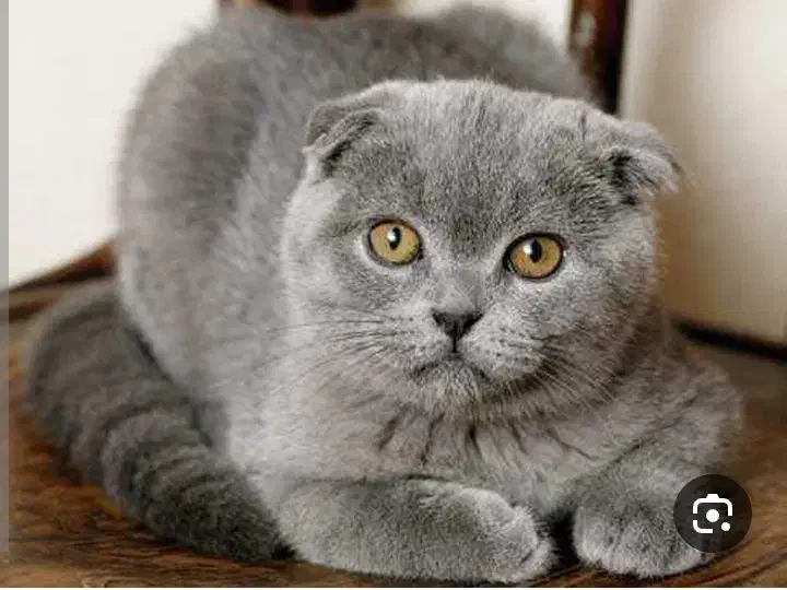 سرپرستی به عهده میگیرم|گربه|اهواز, کوی سعدی|دیوار