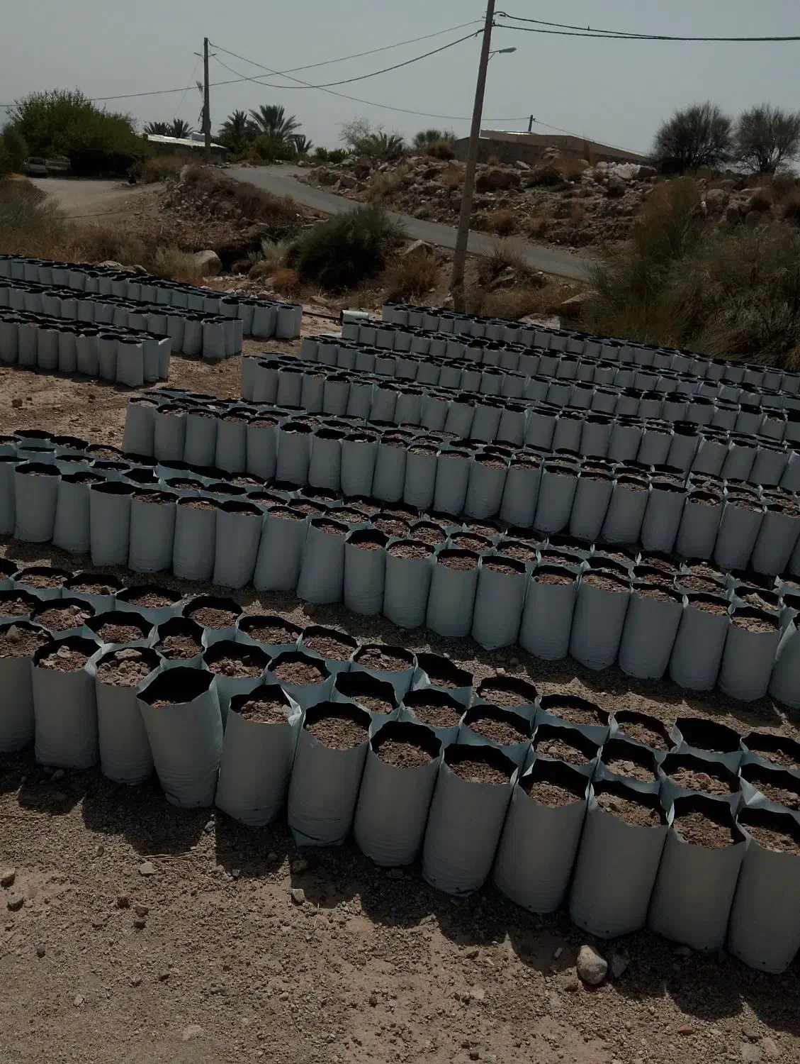 نهال گلدانی و گلدان|گل و گیاه طبیعی|جیرفت, |دیوار