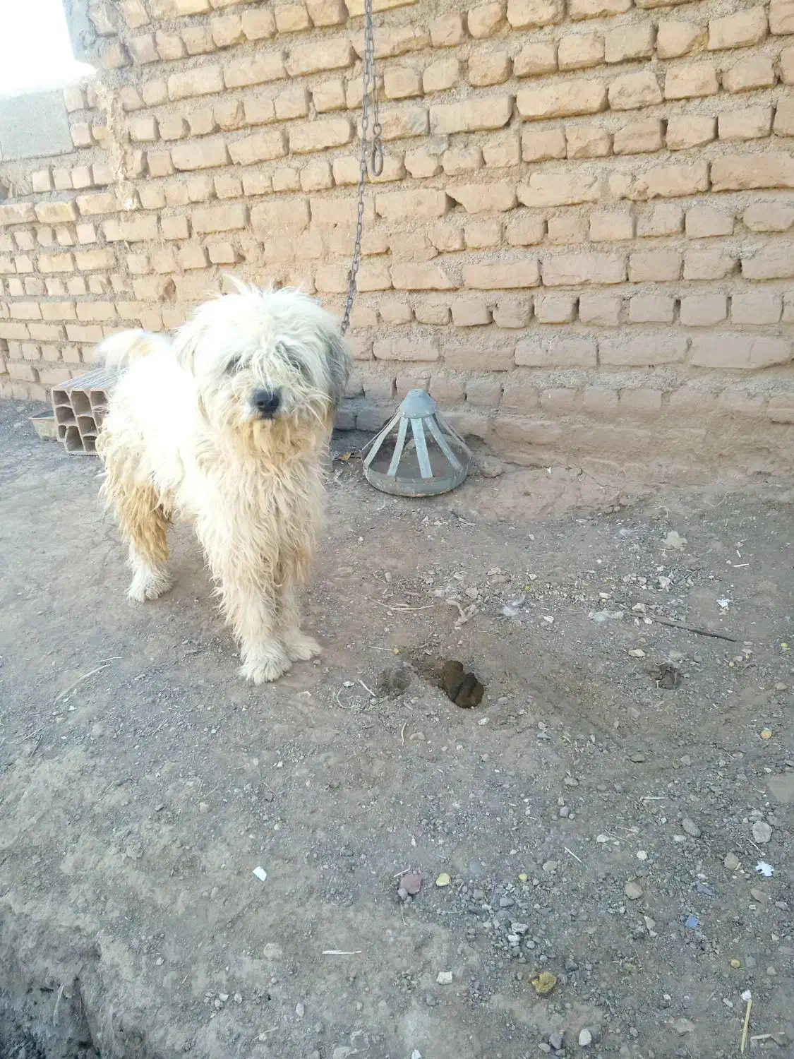 پاپی پشمالو|سگ|تربت جام, معدآباد|دیوار