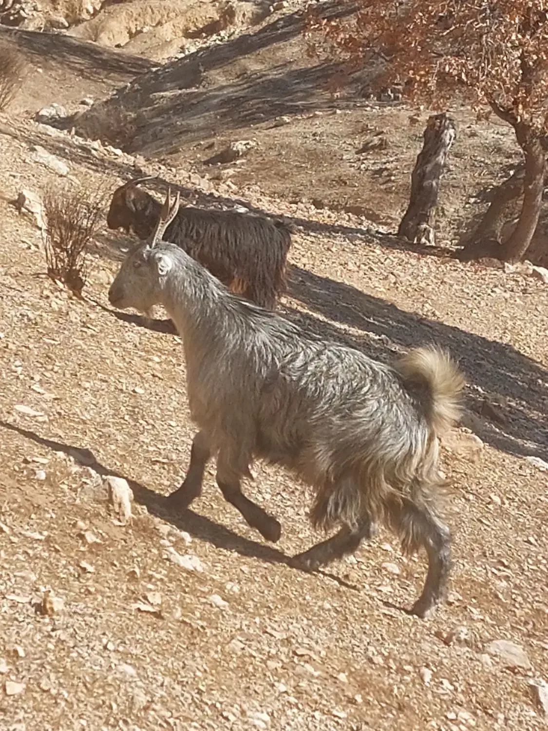 ۱۵ راس بز داشتی|حیوانات مزرعه|ارژن, |دیوار