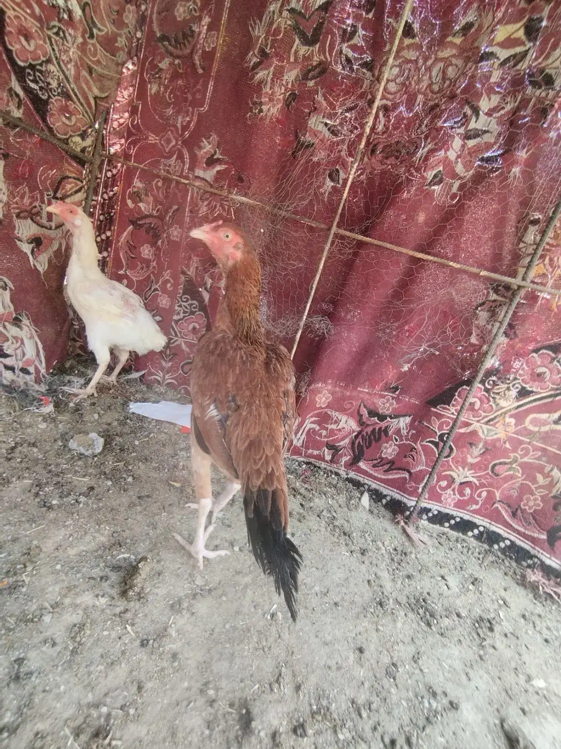 مرغ|حیوانات مزرعه|سراوان, |دیوار