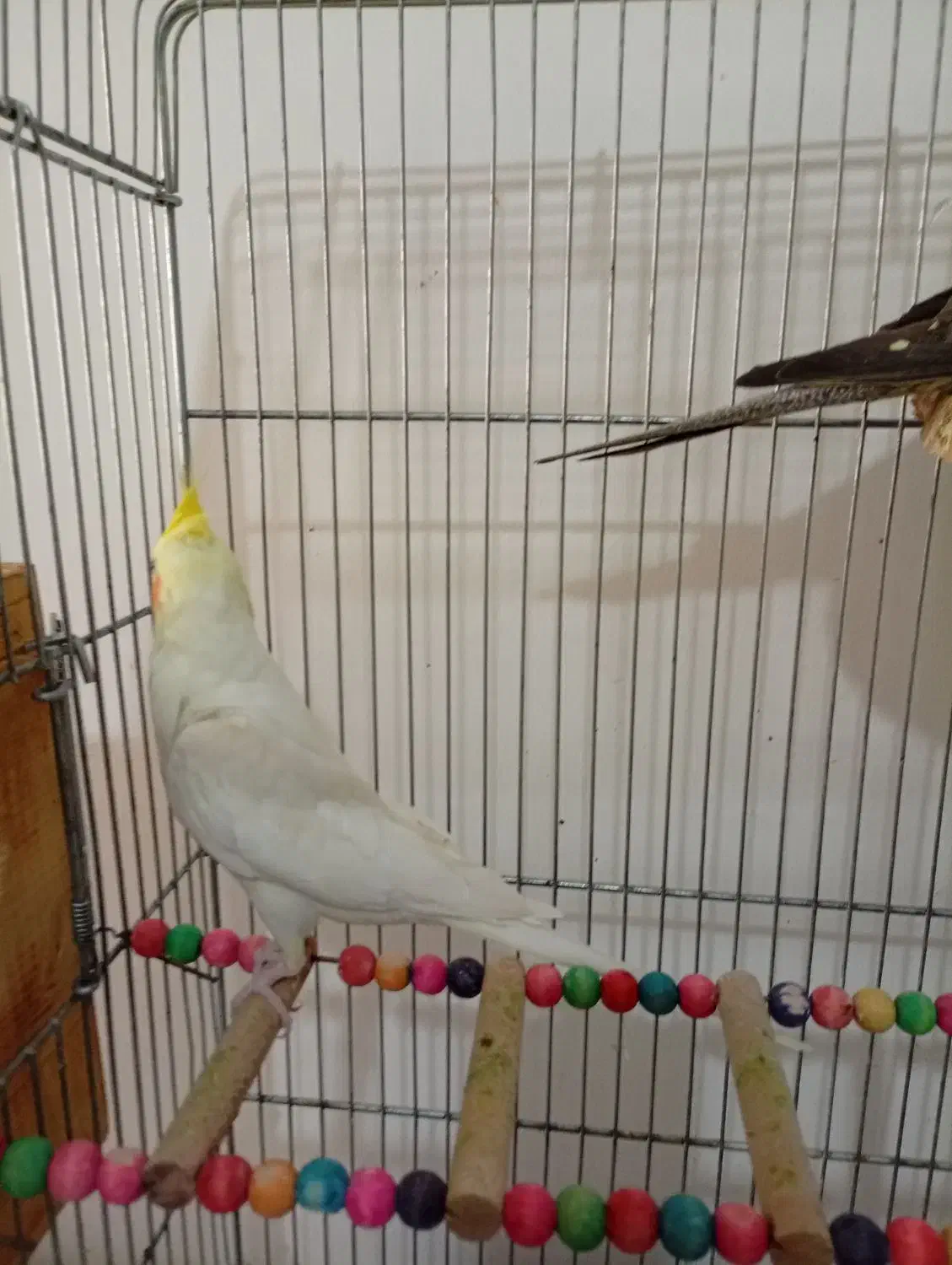 عروس هلندی|پرنده|شیراز, شهرک رضوان|دیوار