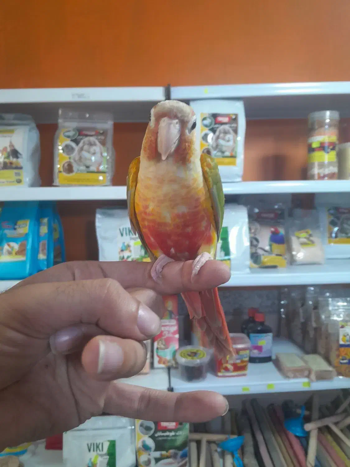 طوطی گرینچیک سوپر رام و سخنگو اسمش فلفل|پرنده|قائم‌شهر, |دیوار