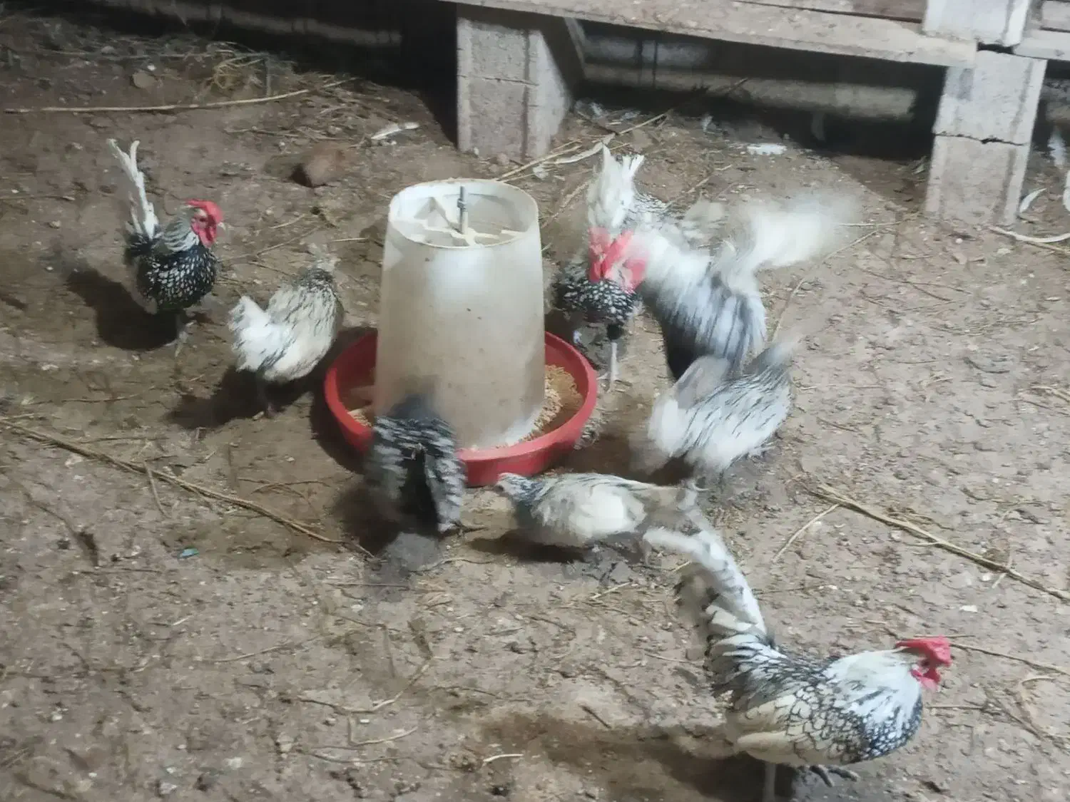 مرغ و خروس سبرایت پولک منظم|حیوانات مزرعه|شلمان, |دیوار