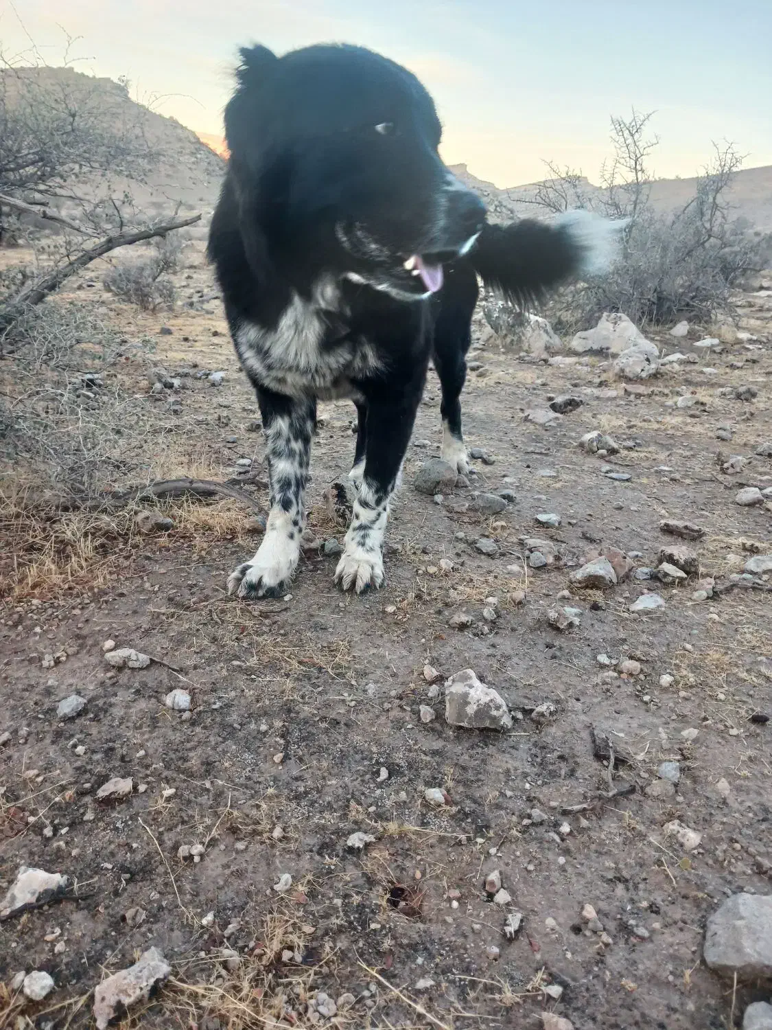 قدرجونی|سگ|ارم, |دیوار