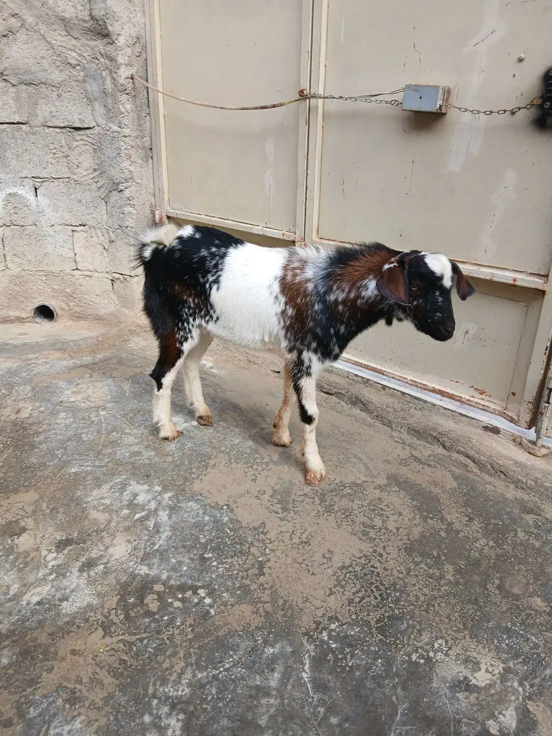 نری|حیوانات مزرعه|قشم, |دیوار