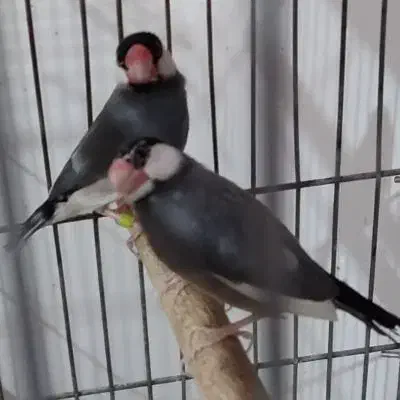 یک جفت فنج نرگسی فوق مولد معاوضه و فروش|پرنده|خرم‌آباد, |دیوار