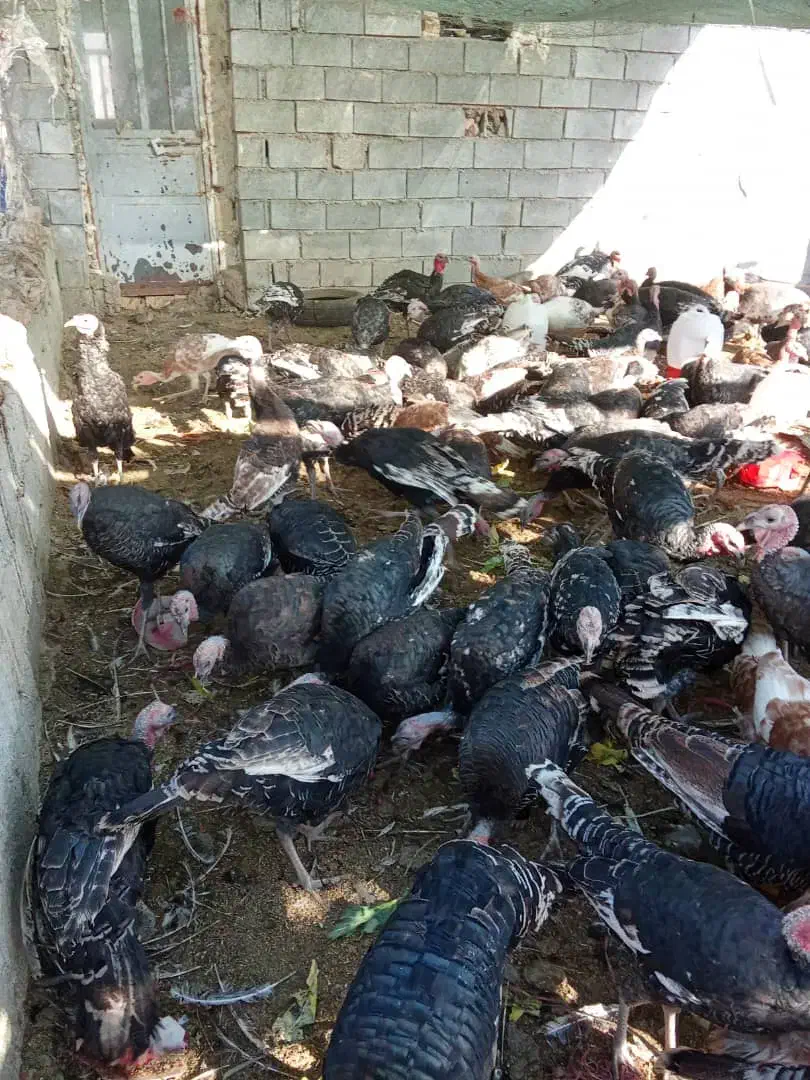 بوقلمون برونز و بوربون|حیوانات مزرعه|شیراز, داریون|دیوار