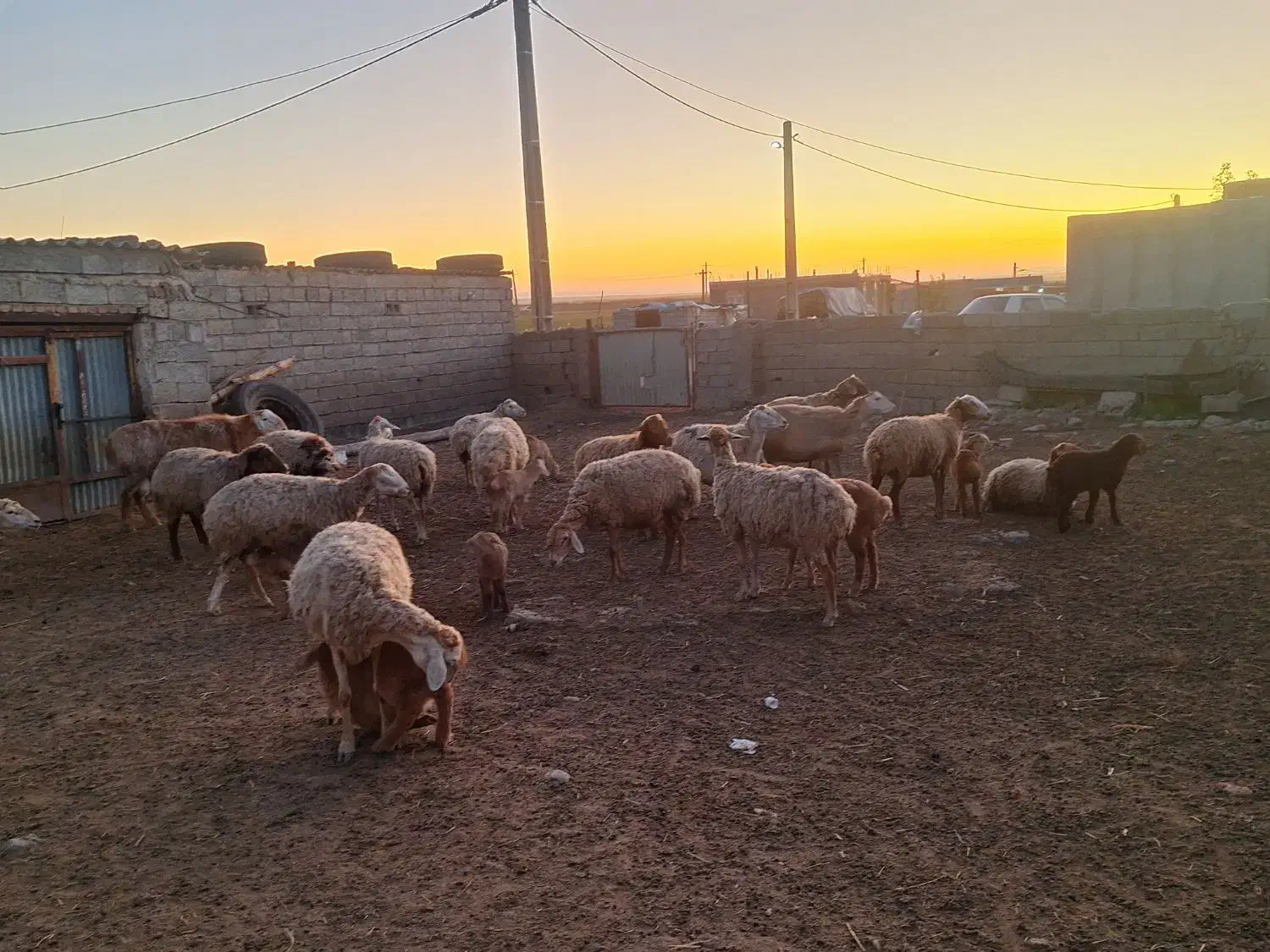 گوسفند دامازدیخ|حیوانات مزرعه|قشلاق دشت, |دیوار