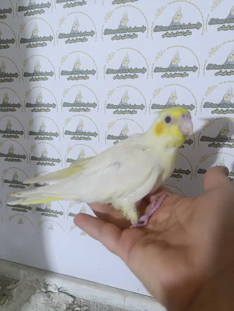 عروس هلندی سرلاک نرمخور دونخور جفت|پرنده|شیراز, شهرک صدا و سیما|دیوار