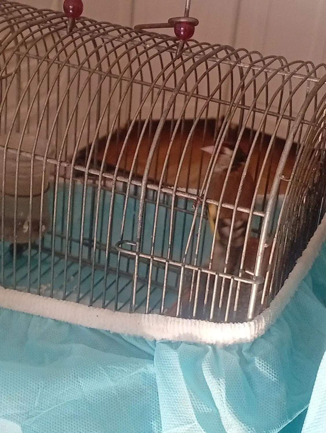 سهره جوجه سال مس|پرنده|سیاخ دارنگون, |دیوار