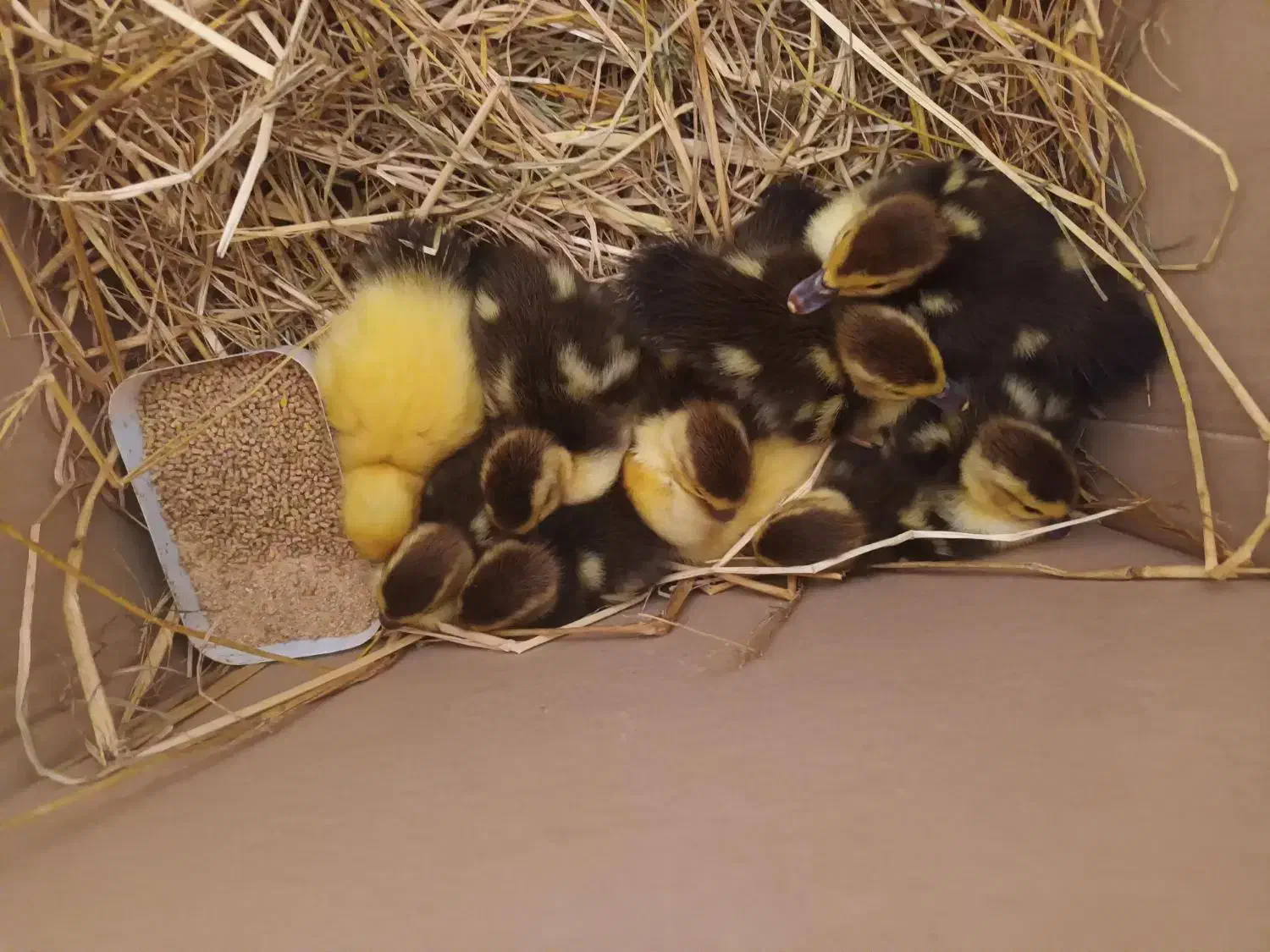 فروش بچه اردک اسراییلی|حیوانات مزرعه|آستانه اشرفیه, |دیوار