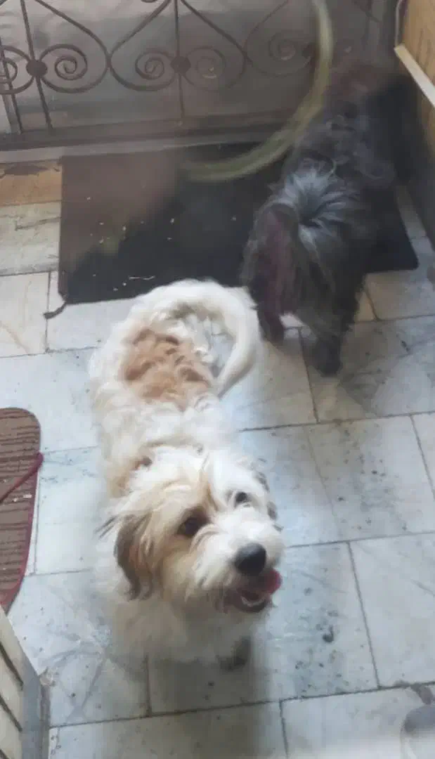 سگ پاکوتاه|سگ|قزوین, |دیوار