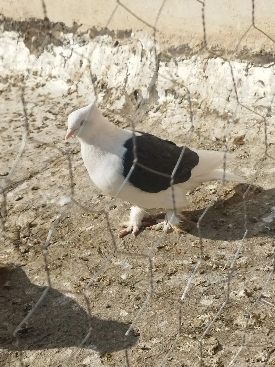 کفتر دو کت|پرنده|فلاورجان, |دیوار